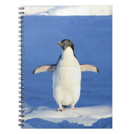 Pingouin dans le Carnet de neige (Devant)