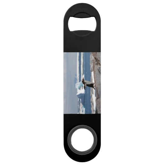 Pingouin devant une arche de glace (Dos)