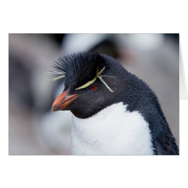 Pingouin du sud de Rockhopper (Devant Horizontal)