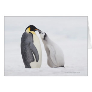 Pingouin empereur (Aptenodytes forsteri), poussin