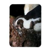 Pingouin Premium Magnet (Vertical)