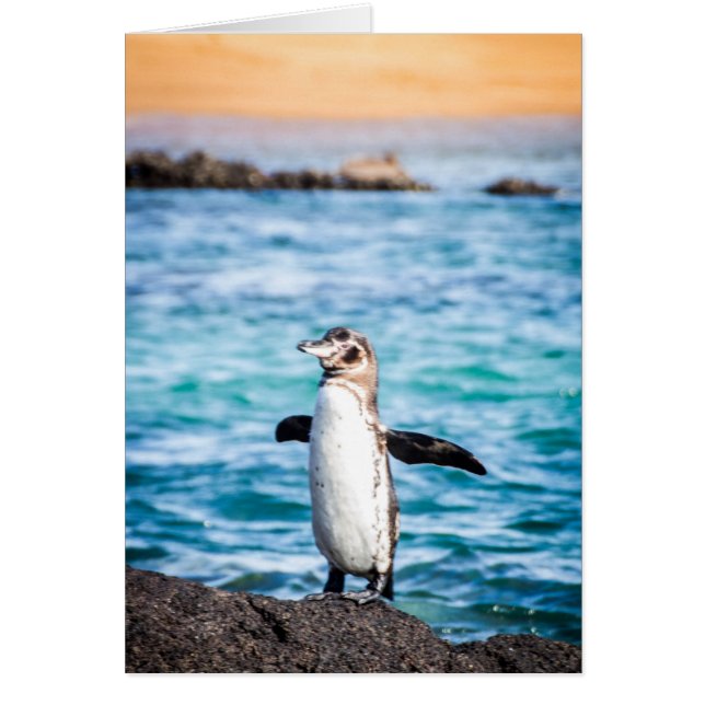 Pingouin sur l'île Bartolome (Devant)