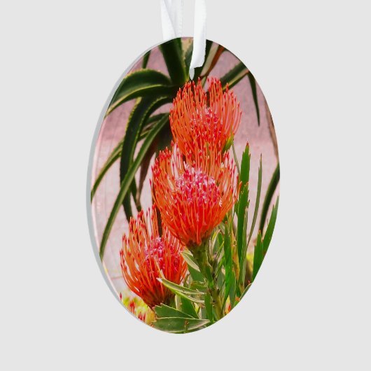 Pingouin Tango #1 (devant)