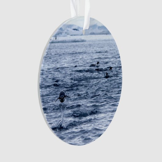 Pingouin volant (devant)