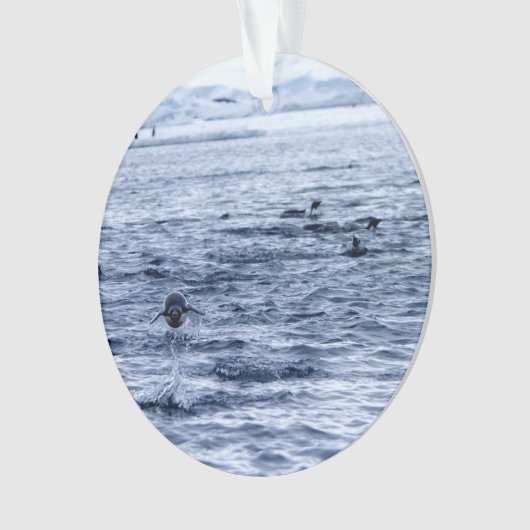 Pingouin volant (devant)