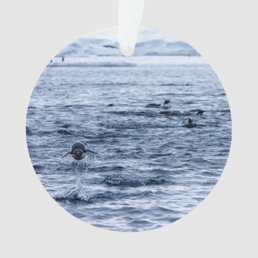 Pingouin volant (devant)