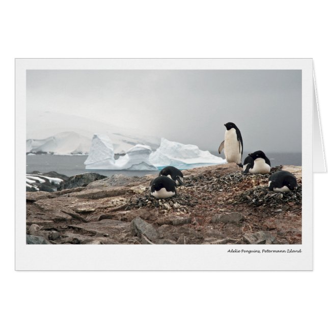 Pingouins d'Adelie, île de Petermann (Devant horizontal)