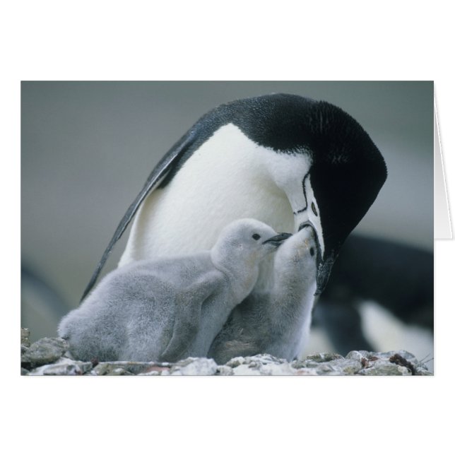 Pingouins de Chinstrap, Pygoscelis antarctica), (Devant horizontal)