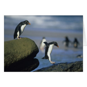 Pingouins de Rockhopper, Eudyptes chrysocome),