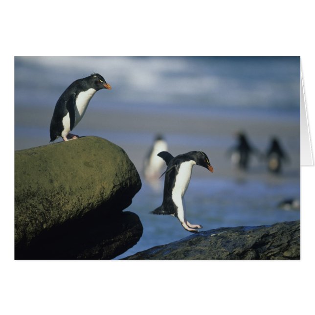 Pingouins de Rockhopper, Eudyptes chrysocome), (Devant horizontal)