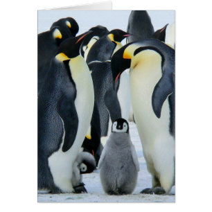 Pingouins empereurs