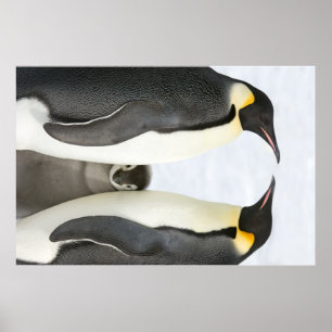 Pingouins empereurs avec affiche de poussins