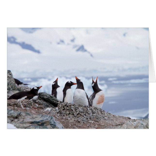Pingouins en Antarctique (Devant Horizontal)