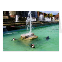 Pingouins Humboldt et fontaines