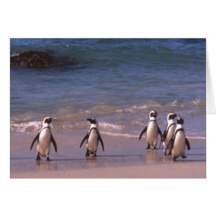 Pingouins sur la carte de plage