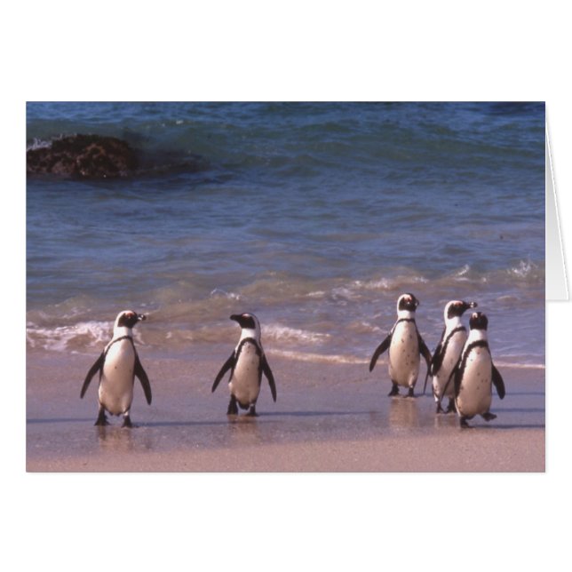 Pingouins sur la carte de plage (Devant horizontal)