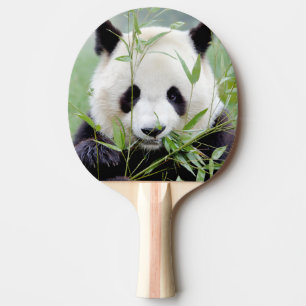 pingpong paddle Foto reus panda, dieren. Tafeltennisbatje