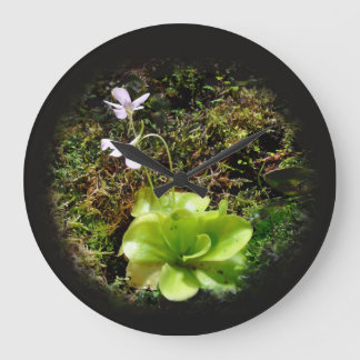 Pinguicula reticulata grote klok