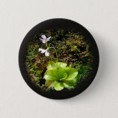 Pinguicula reticulata ronde button 5,7 cm (Voorkant)