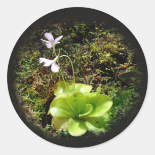 Pinguicula reticulata ronde sticker