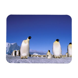 pinguïn   Antarctica, Antarctisch schiereiland Magneet