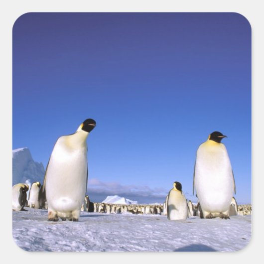 pinguïn | Antarctica, Antarctisch schiereiland Vierkante Sticker (Voorkant)