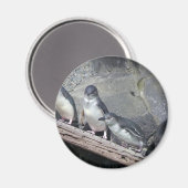 Pinguïn baars magneet (Voorkant / Achterkant)
