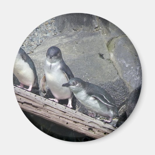 Pinguïn baars magneet (Voorkant)
