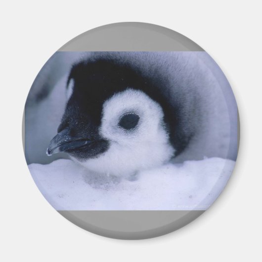 Pinguïn baby magneet (Voorkant)