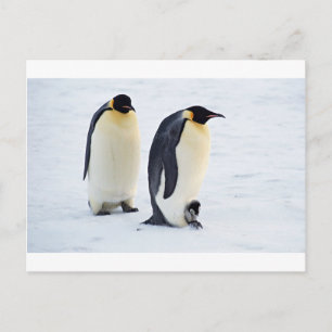 Pinguïn bevroren ijs sneeuw vogel weer schattige d briefkaart