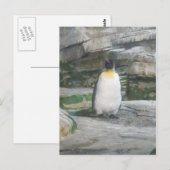 Pinguïn Briefkaart (Voorkant / Achterkant)