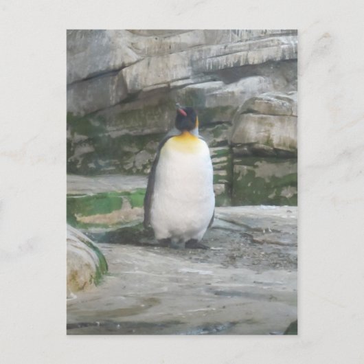 Pinguïn Briefkaart (Voorkant)
