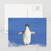 pinguïn happy dance hug briefkaart (Voorkant / Achterkant)