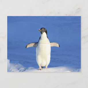 pinguïn happy dance hug briefkaart