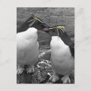 Pinguïn Kleurensplash Briefkaart