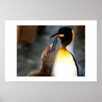 pinguïn, mooi