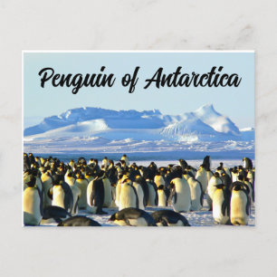 Pinguïn van Antarctica Briefkaart