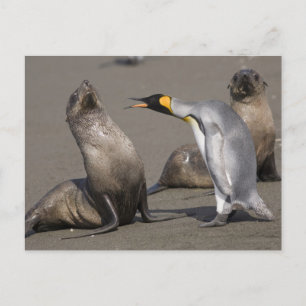 Pinguïn vertelt Antarctica, South Georgia Island Briefkaart