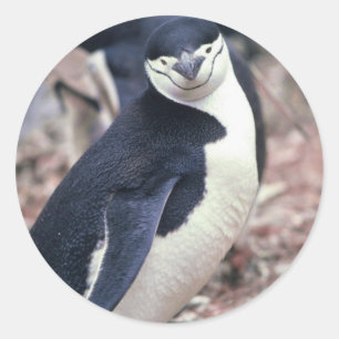 Pinguïn Vogel Schattig Dier Zwart Wit Water Ronde Sticker