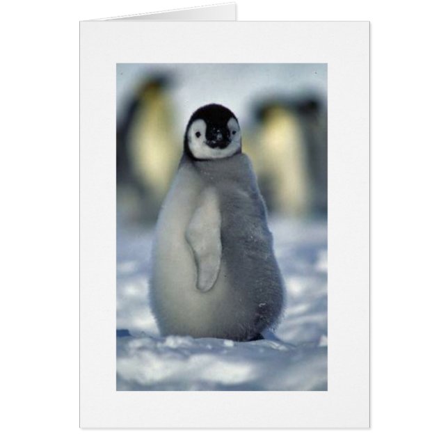 pinguïnchick (Voorkant)