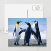 Pinguïnen Briefkaart (Voorkant / Achterkant)
