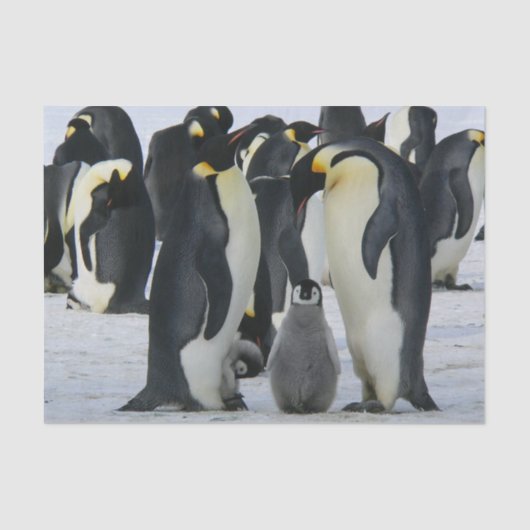 pinguïnfamilie tissuepapier (Voorkant)