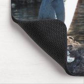 Pinguino de Galapagos Muismat (Hoek)