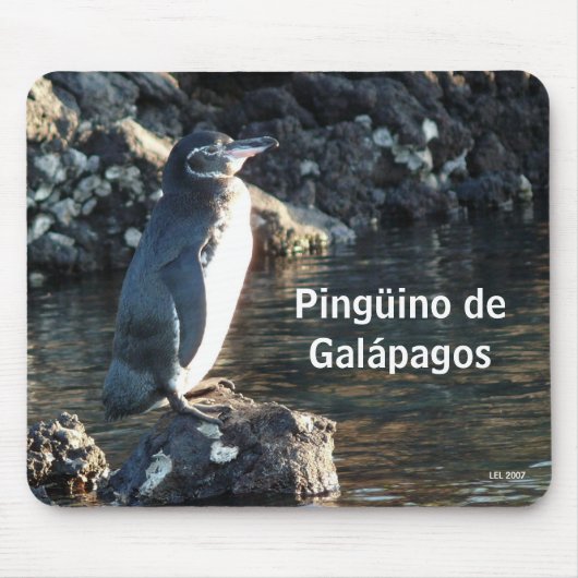 Pinguino de Galapagos Muismat (Voorkant)