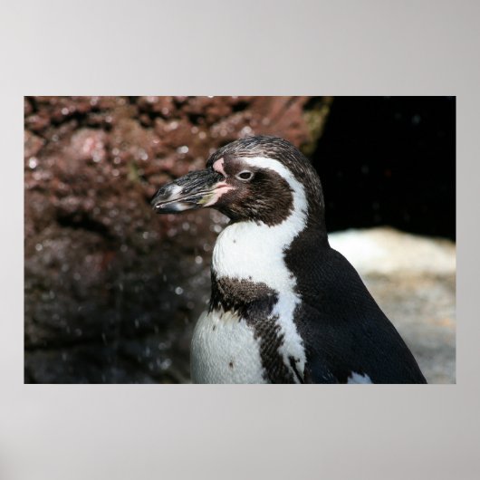 Pinguïnposter Poster (Voorkant)