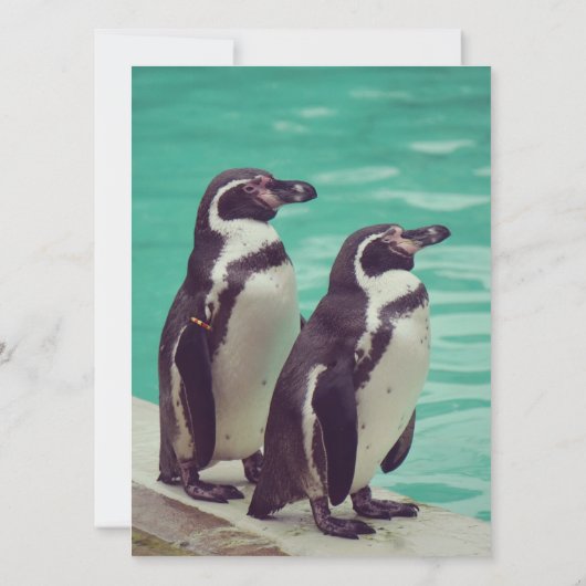 pinguïns (Achterkant)