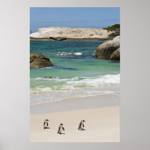 Pinguïns bij Boulders Beach, Simons Town, Zuid 2 Poster