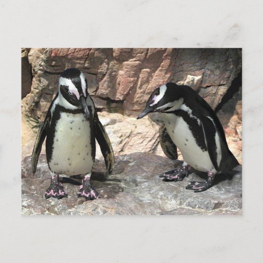 pinguïns briefkaart (Voorkant)