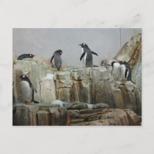 pinguïns briefkaart