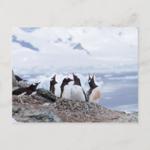 Pinguïns in Antarctica Briefkaart